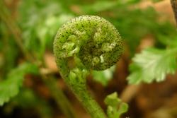 Asplenium lamprophyllum. Uncoiling frond covered in small, broadly ovate scales.
 Image: L.R. Perrie © Leon Perrie CC BY-NC 3.0 NZ